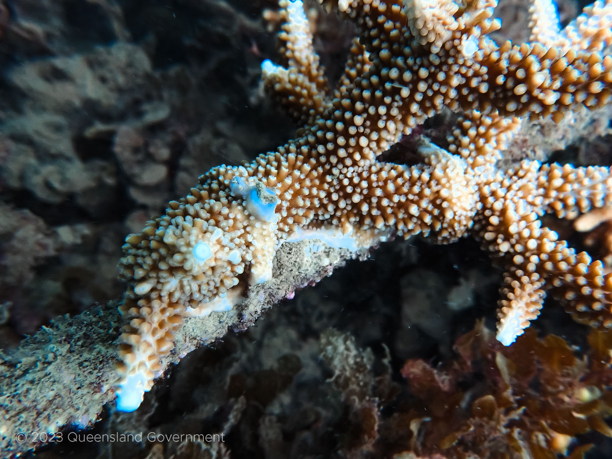 Healthy and rapidly growing coral on Reef Stars at Humpy Island. Collette Bagnato © Queensland Government