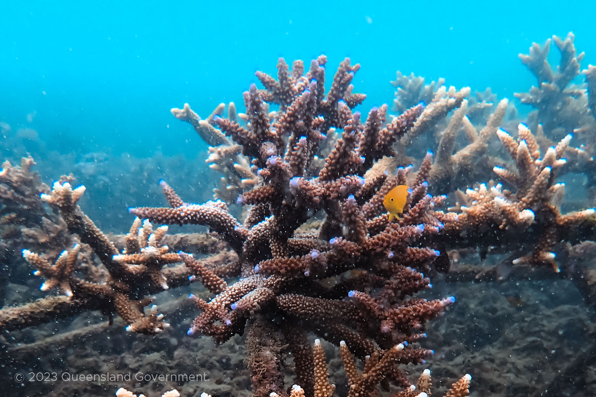 on damsel (Pomacentrus moluccensis) finding a new home among the Reef Stars at Monkey Reef. Collette Bagnato © Queensland Government
