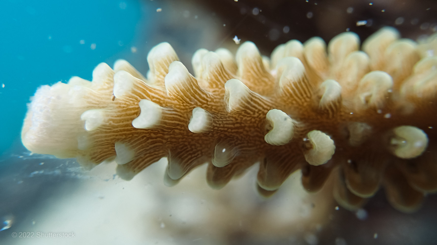 Coral