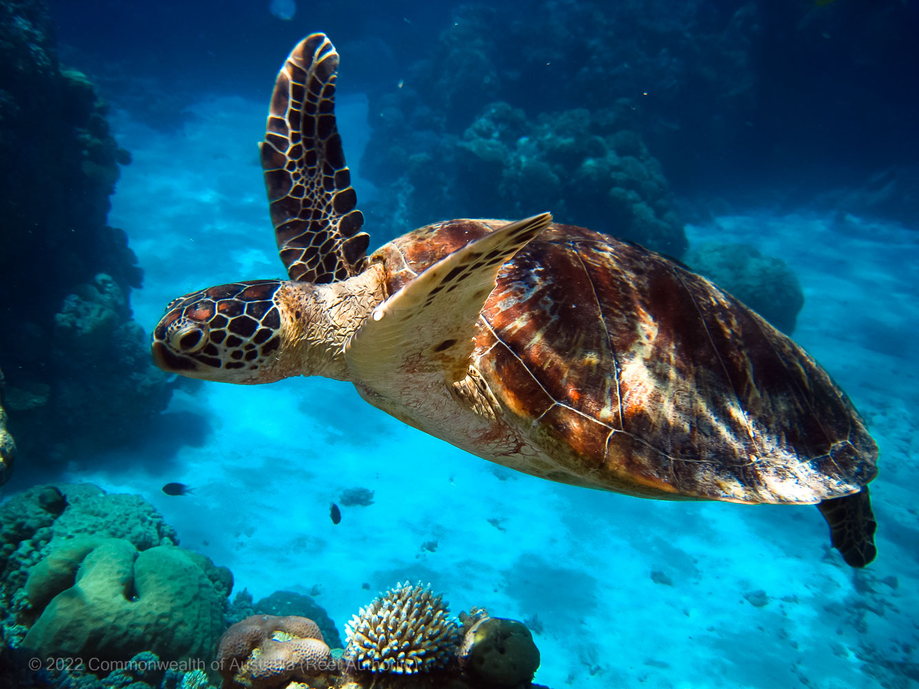 Turtle swimming in the Great Barrier Reef – Australia - © Commonwealth of Australia – (Reef Authority)