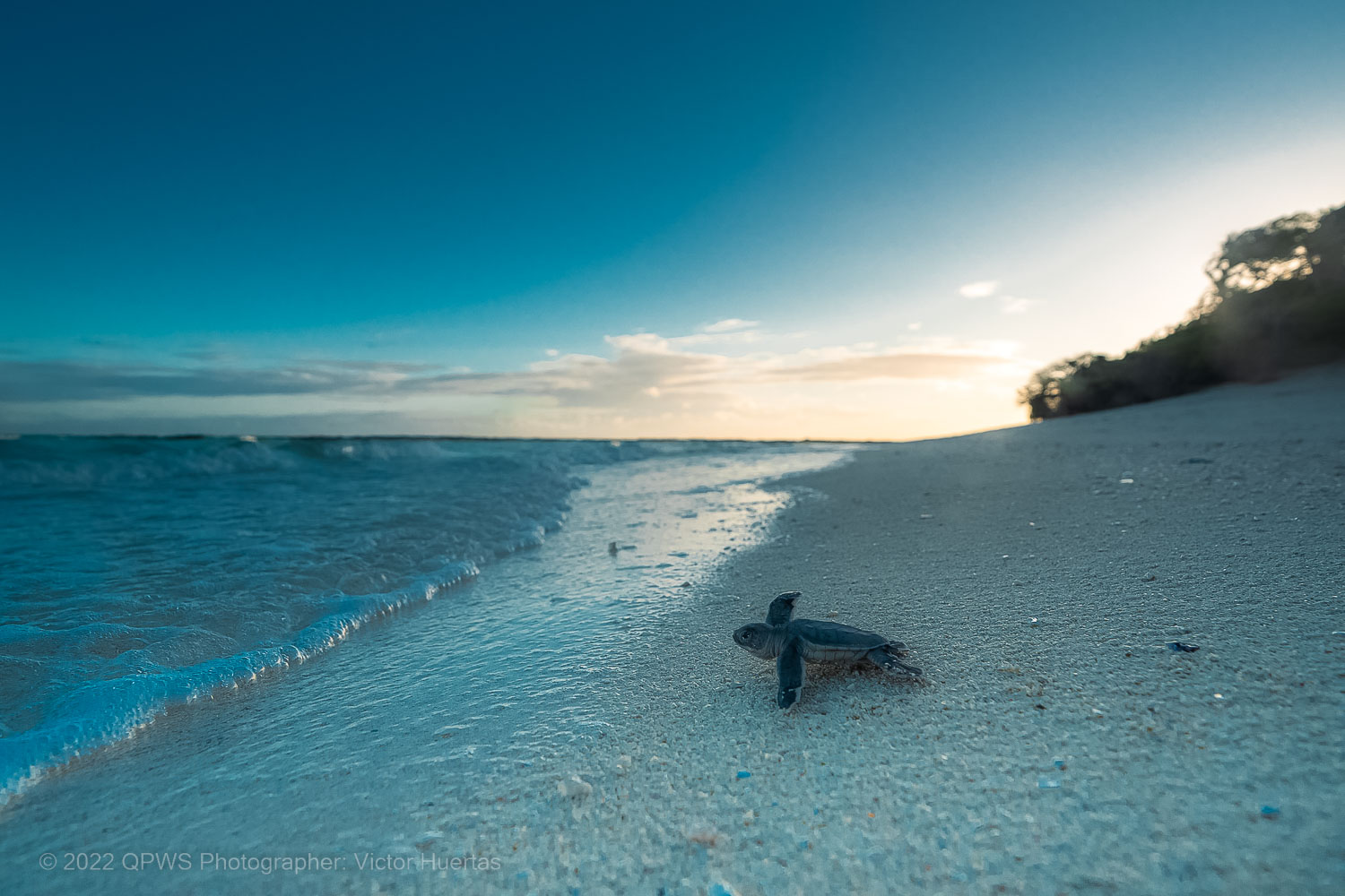 Turtle swimming in the Great Barrier Reef – Australia - © QPWS Photographer Victor Huertas