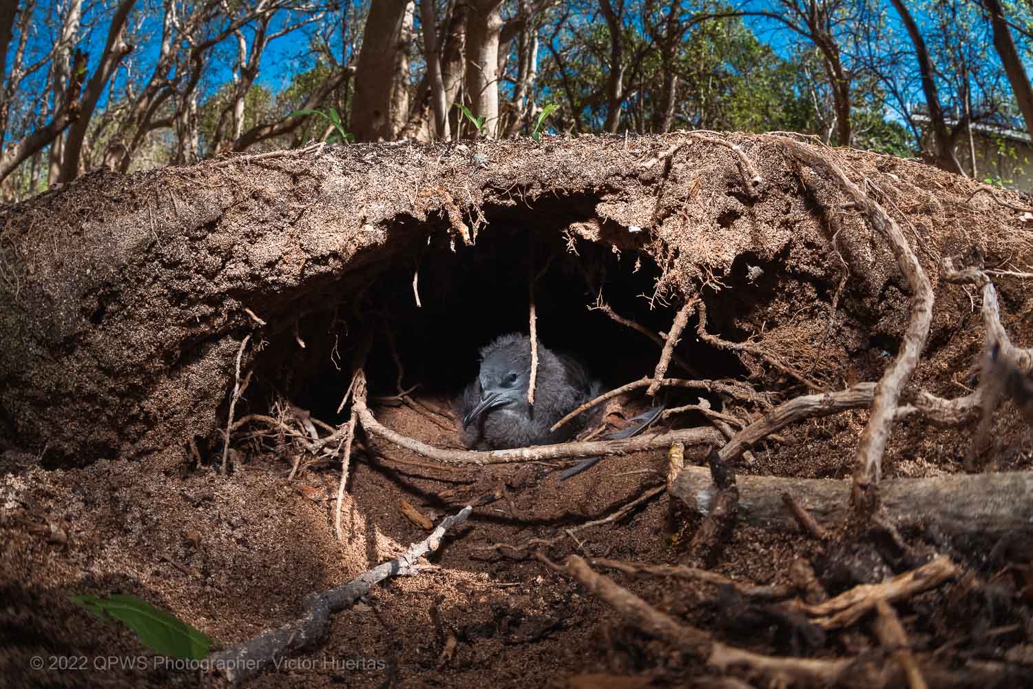 Seabirds photo - QPWS Photographer Victor Huertas