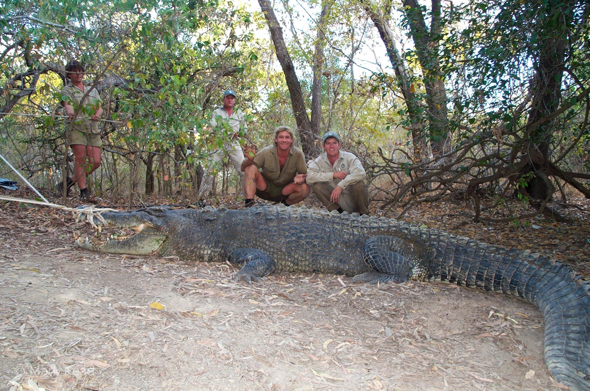 • Old image of me and Steve Irwin with 4.4m estuarine crocodile we’d caught at Seven Mile Waterhole, Rinyirru (Lakefield) National Park, to fit a radio transmitter to.