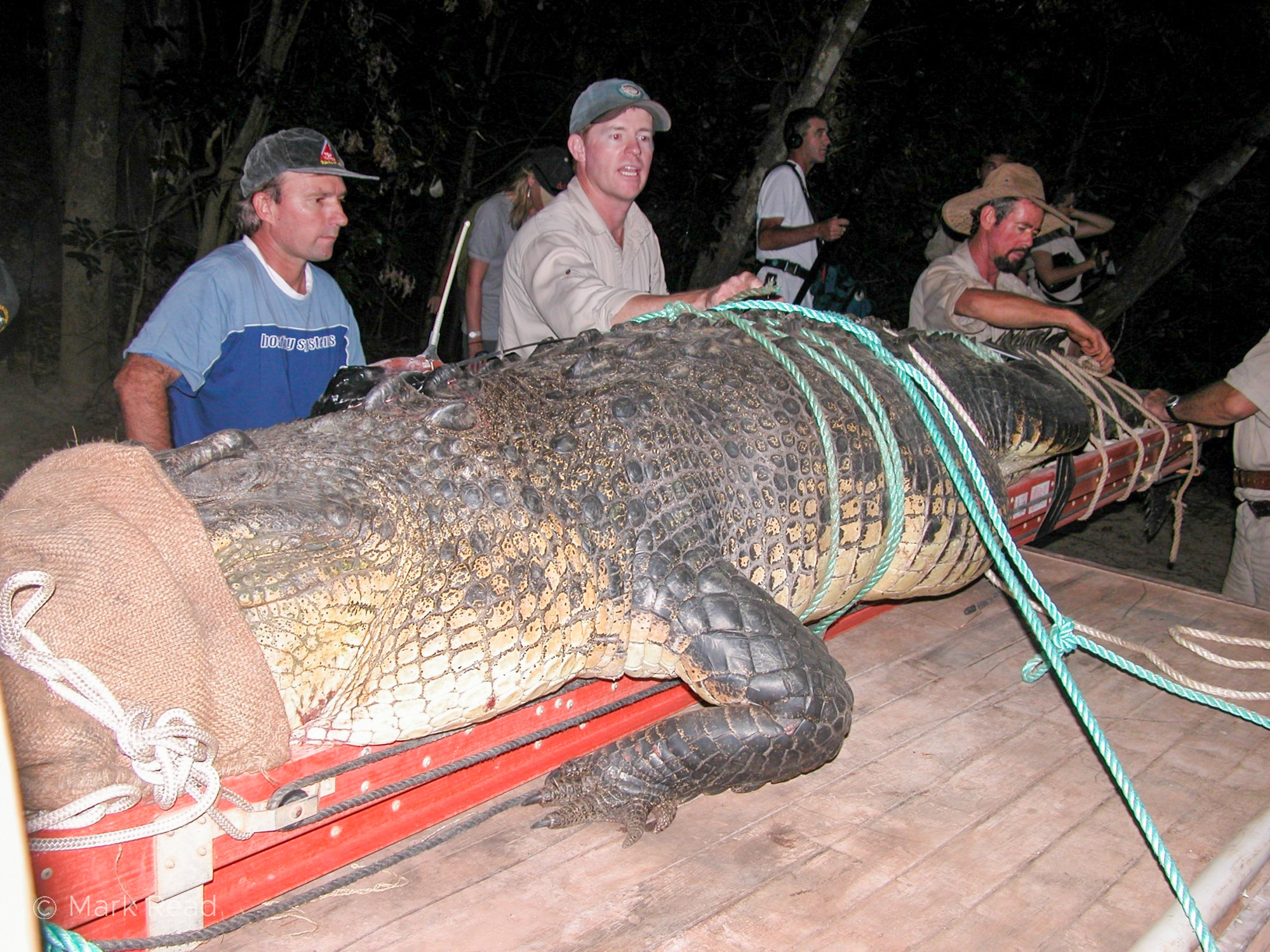 Mark Read - • Old image of me and Steve Irwin with 4.4m estuarine crocodile we’d caught at Seven Mile Waterhole, Rinyirru (Lakefield) National Park, to fit a radio transmitter to.