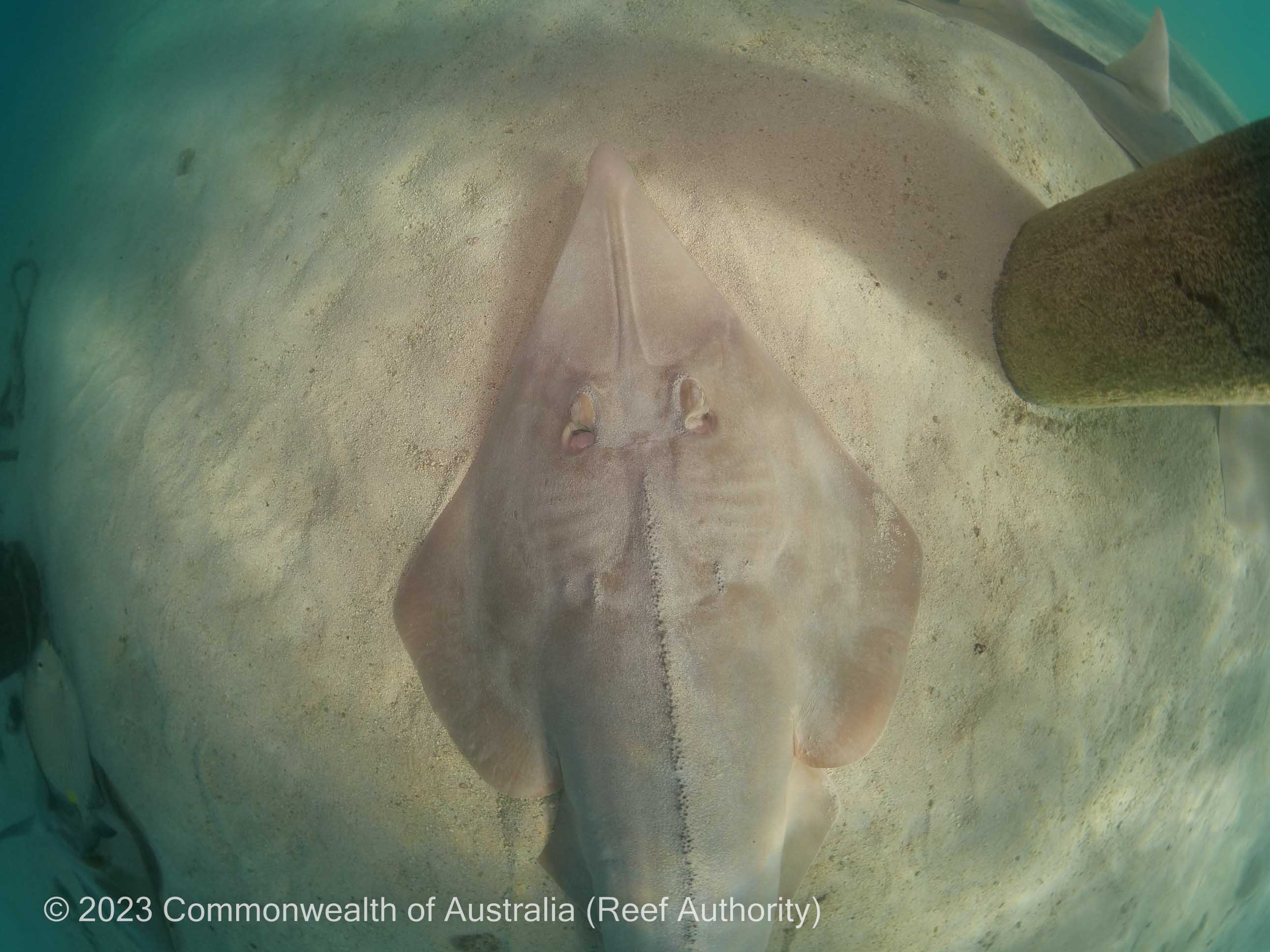 Shovelnose ray from above showing spiracles behind the eyes