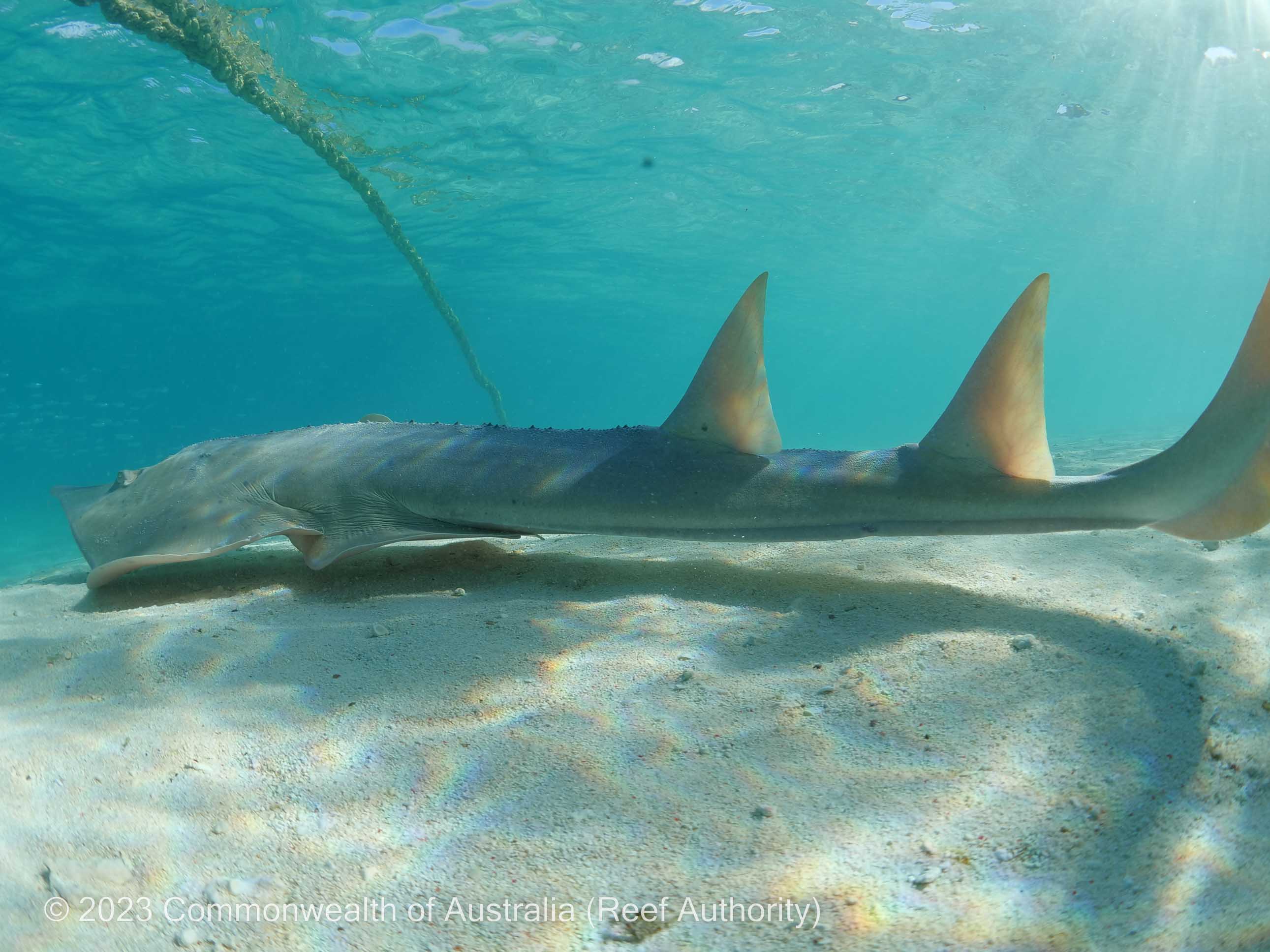 Shovelnose ray showing dorsal fins at Heron Island
