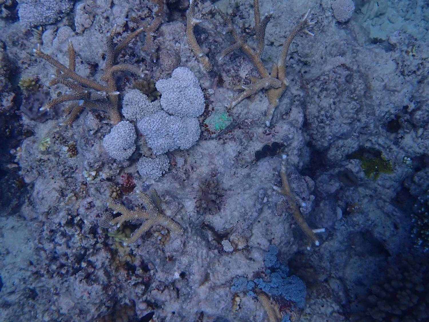 Reef bag installation over coral rubble