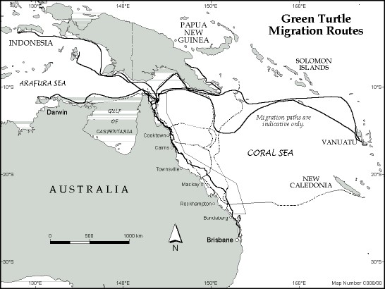 Green Sea turtle migration