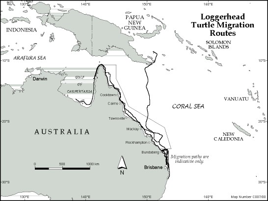 Loggerhead Turtle migration routes
