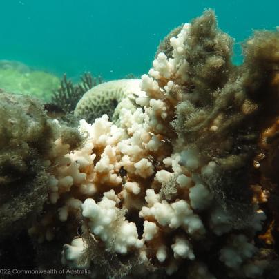 Magpie Reef sediment on bleached coral - Great Barrier Reef Australia - GBRMPA