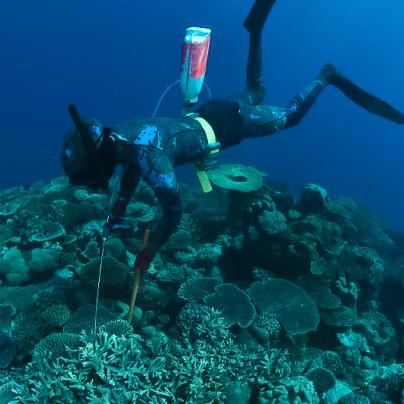 Crown-of-Thorn Trained Diver COTs Program Great Barrier Reef