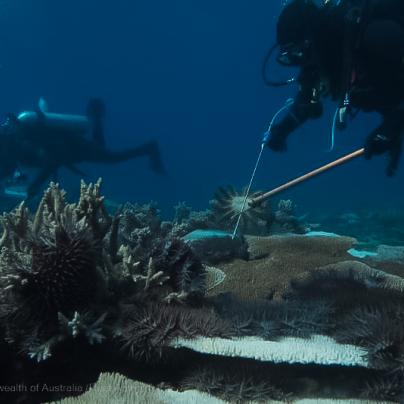 Crown-of-Thorn Program Divers COTs Removal