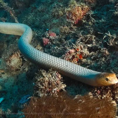 Sea snake reptile photograph – © Commonwealth of Australia – (Reef Authority) - Photographer: Johnny Gaskell