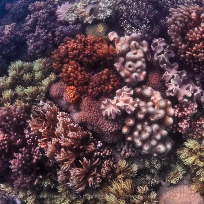 Variety of corals found on the Great Barrier Reef photograph – Australia - © Commonwealth of Australia – (Reef Authority) - Photographer: Johnny Gaskell