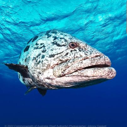 Queensland grouper - Great Barrier Reef Marine Park - Australia - © Commonwealth of Australia – (Reef Authority) - Photographer: Johnny Gaskell