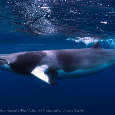 Minke whale - Great Barrier Reef Marine Park - Australia - © Commonwealth of Australia – (Reef Authority) - Photographer: Johnny Gaskell