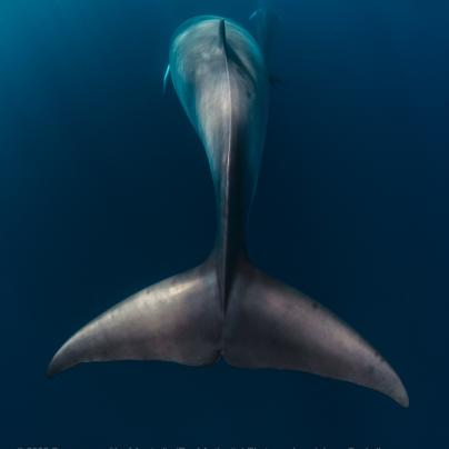 Minke whale - Great Barrier Reef Marine Park - Australia - © Commonwealth of Australia – (Reef Authority) - Photographer: Johnny Gaskell