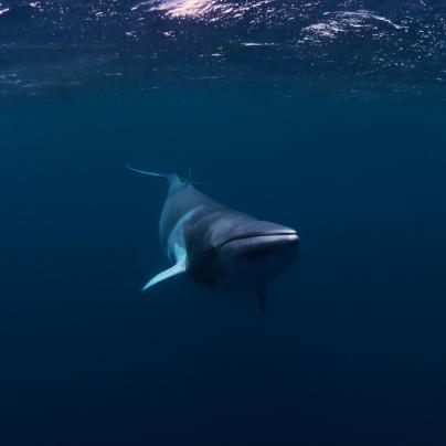 Minke whale - Great Barrier Reef Marine Park - Australia - © Commonwealth of Australia – (Reef Authority) - Photographer: Johnny Gaskell