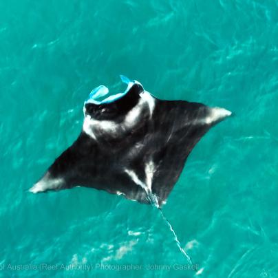 Mantaray image – Great Barrier Reef - © Commonwealth of Australia – (Reef Authority) - Photographer: Johnny Gaskell
