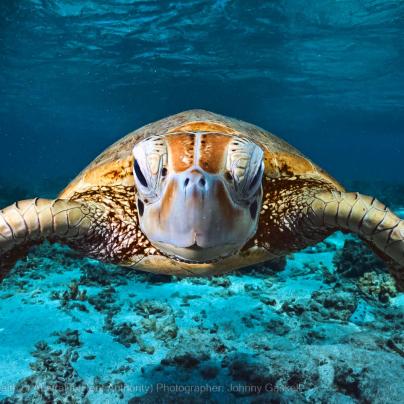 Turtle swimming in the deep ocean – Great Barrier Reef - © Commonwealth of Australia – (Reef Authority) - Photographer: Johnny Gaskell
