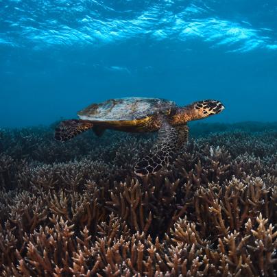Turtle swimming over coral – Great Barrier Reef - © Commonwealth of Australia – (Reef Authority) - Photographer: Johnny Gaskell