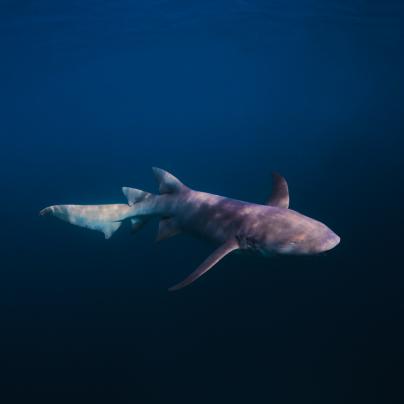 Tawny nurse shark – Australia - © Commonwealth of Australia – (Reef Authority) - Photographer: Johnny Gaskell