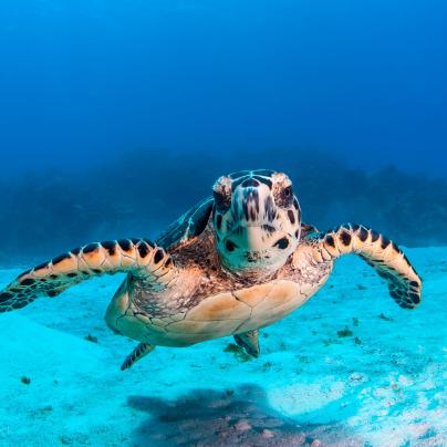 Hawksbill Endangered Species Sea Turtle