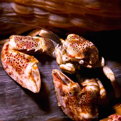 Crustacean photo – Great Barrier Reef - © Commonwealth of Australia – (Reef Authority) - Photographer: Blue Eden Images