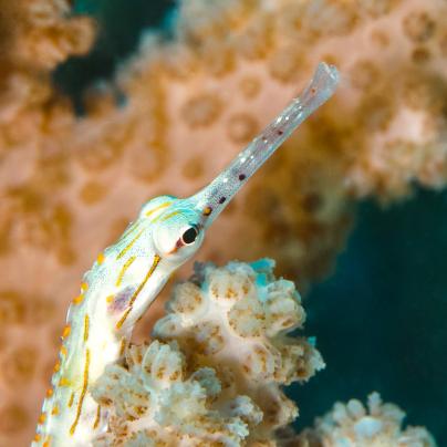 Pipe fish – Australia - © Commonwealth of Australia – (Reef Authority) - Photographer: Blue Eden Images