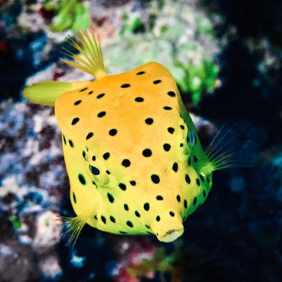 Coral reef fish – Australia - © Commonwealth of Australia – (Reef Authority) - Photographer: Blue Eden Images