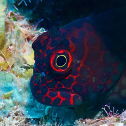 Coral reef and fish photograph - Great Barrier Reef Marine Park – Australia - © Commonwealth of Australia – (Reef Authority) - Photographer: Blue Eden Images