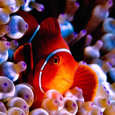 Clownfish in an anemone image - Great Barrier Reef Marine Park – Australia - © Commonwealth of Australia – (Reef Authority) - Photographer: Blue Eden Images