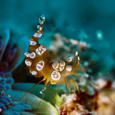 Invertebrate found on the Great Barrier Reef – Australia - © Commonwealth of Australia – (Reef Authority) - Photographer: Blue Eden Images