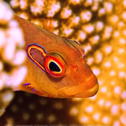 Coral reef and fish photograph - Great Barrier Reef Marine Park – Australia - © Commonwealth of Australia – (Reef Authority) - Photographer: Blue Eden Images