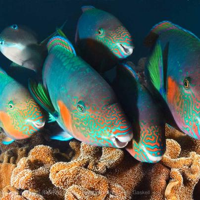Parrotfish School Fish Soft Coral