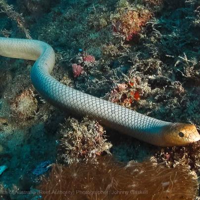 Sea Snake Endangered Species