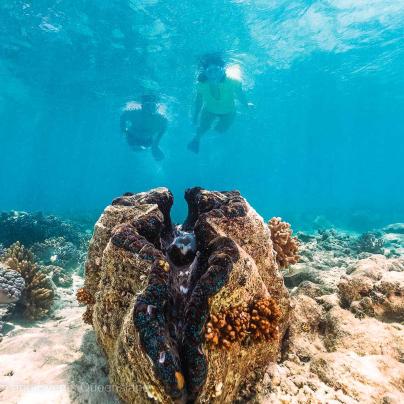 Snorkelers swimming over clam photo – Australia - © Tourism and Events Queensland