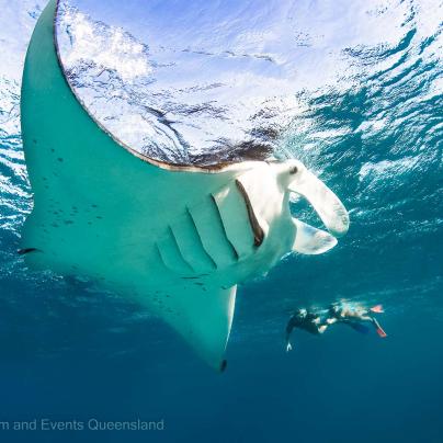 Mantaray image - Great Barrier Reef Soft coral photo found on the Great Barrier Reef – Australia - © Tourism and Events Queensland