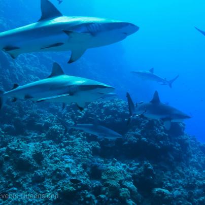 Black tip reef shark - Great Barrier Reef Marine Park  – Australia - © Tourism and Events Queensland