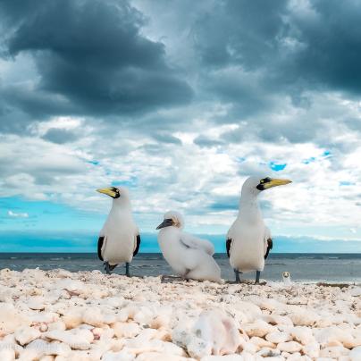 Sea birds along the Great Barrier Reef photo – Australia - © Tourism and Events Queensland
