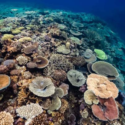 Coral reef – Australia - © QPWS - Photographer: Victor Huertas