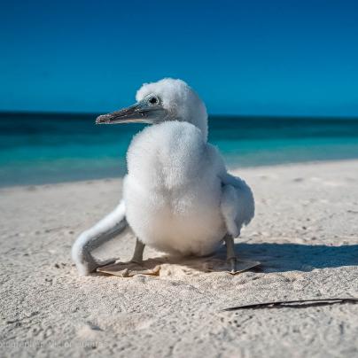 Sea bird along the Great Barrier Reef photo – Australia - © QPWS - Photographer: Victor Huertas