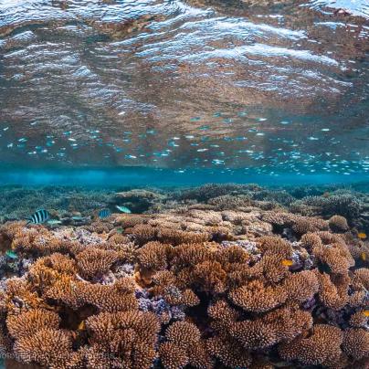 Coral reef image – Australia - © QPWS - Photographer: Victor Huertas