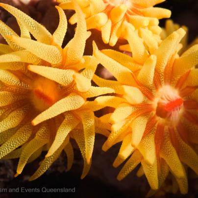 Macro close up photograph of coral found on the Great Barrier  – Australia - © Tourism and Events Queensland