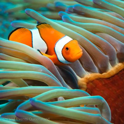 Clown Anemone Fish in the Cairns region