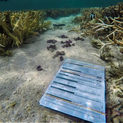 Reef monitoring - Commonwealth of Australia (Reef Authority) 