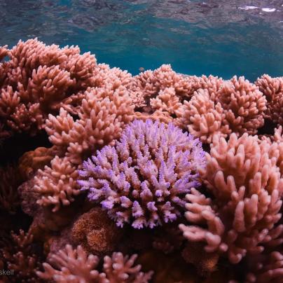 Minor bleaching corals - Commonwealth of Australia (Reef Authority) Johnny Gaskell