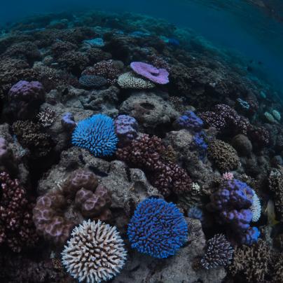 Minor bleaching corals - Commonwealth of Australia (Reef Authority) Johnny Gaskell