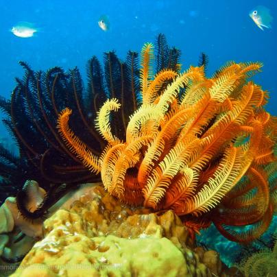 Sea fans - Commonwealth of Australia (Reef Authority)