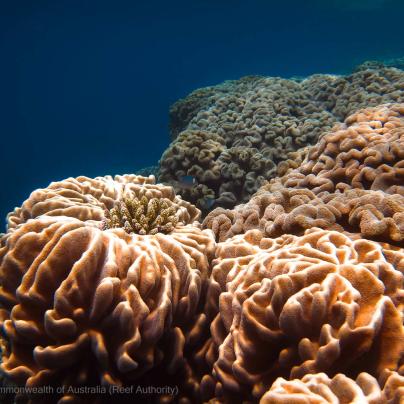 Coral bommie - Great Barrier Reef - Commonwealth of Australia (Reef Authority)